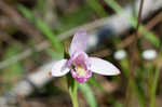 Rose pogonia <BR>Snakemouth orchid